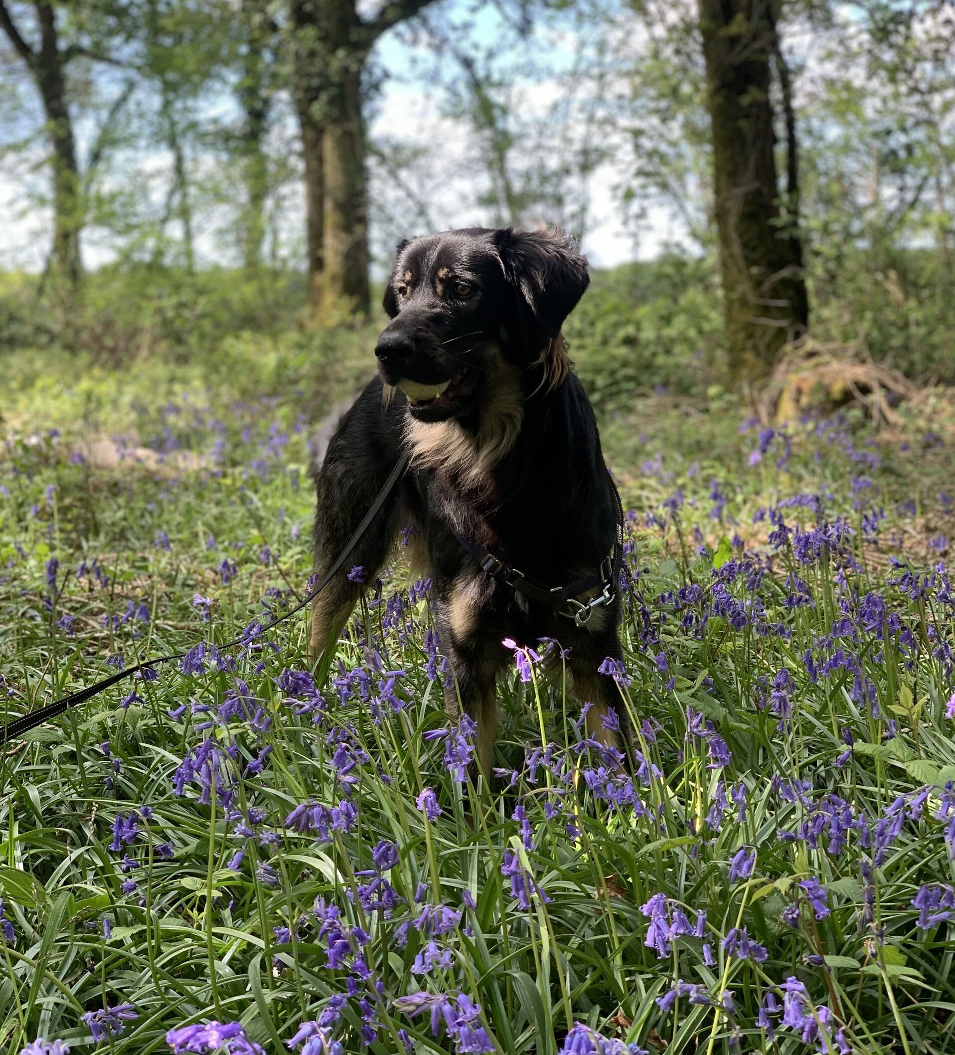 Bandit le chien, une balle dans la bouche