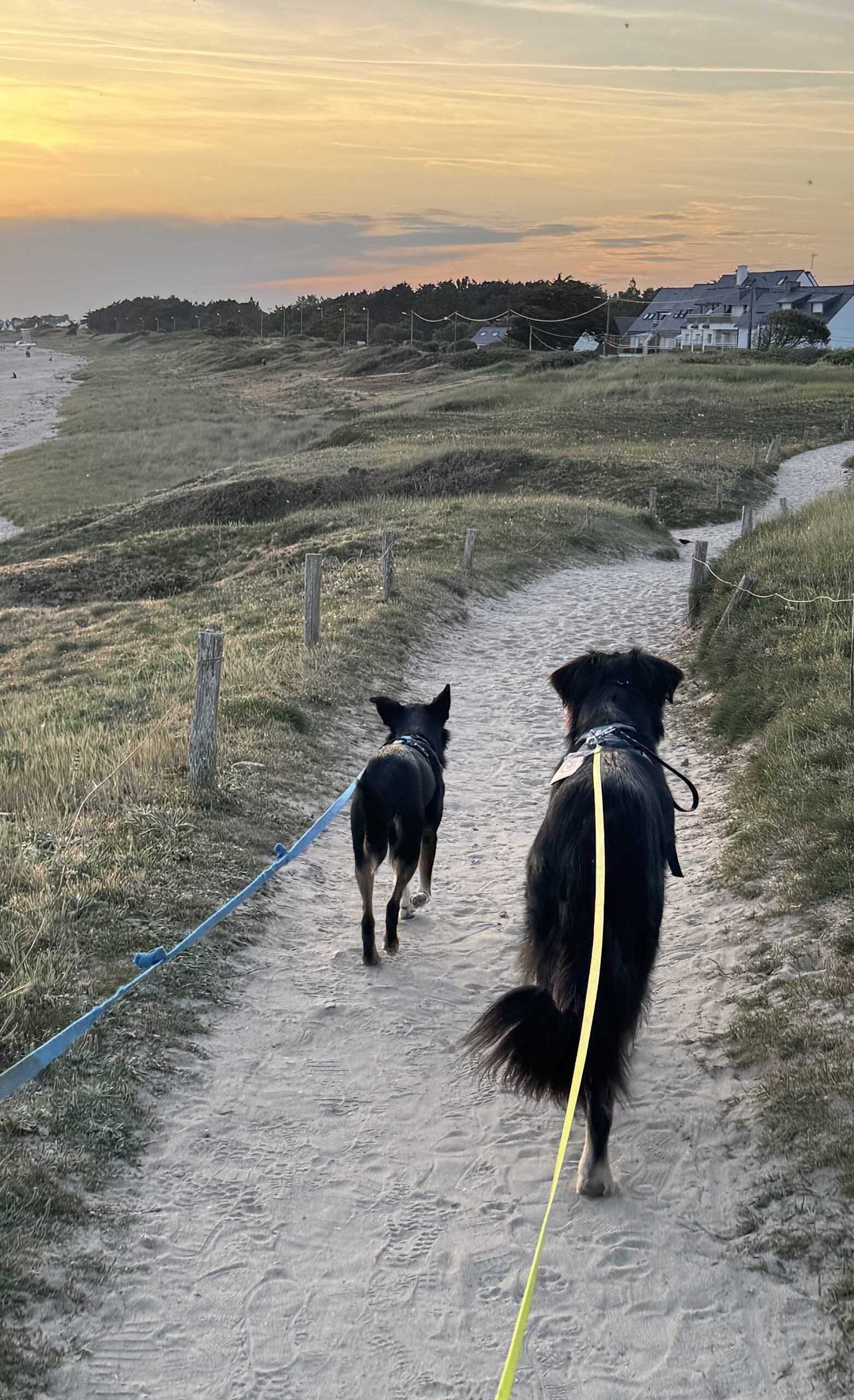 Deux chiens en balade